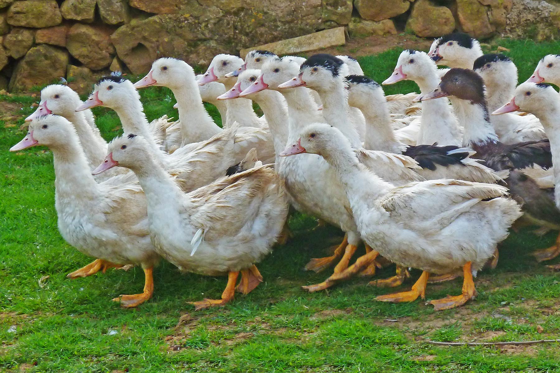 Canards de la Ferme Bidaud