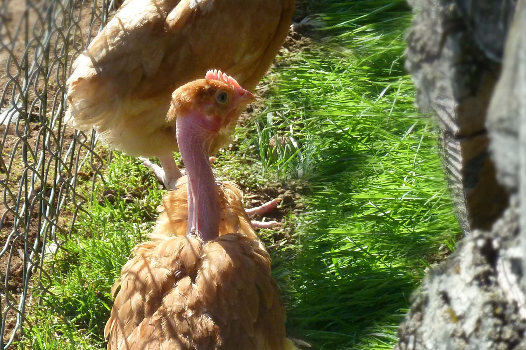 Nos poules